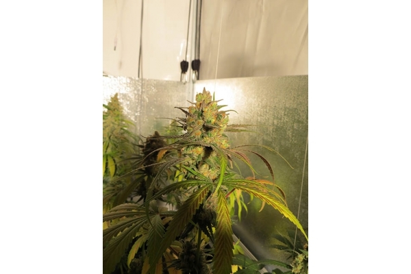 Banana (Zamnesia Seeds) Feminized