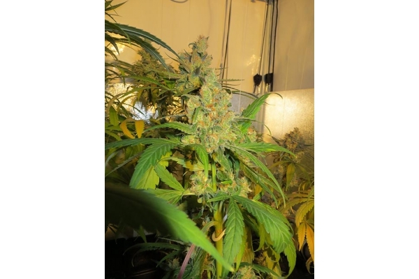 Banana (Zamnesia Seeds) Feminized