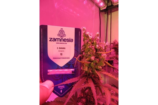 Banana (Zamnesia Seeds) Feminized