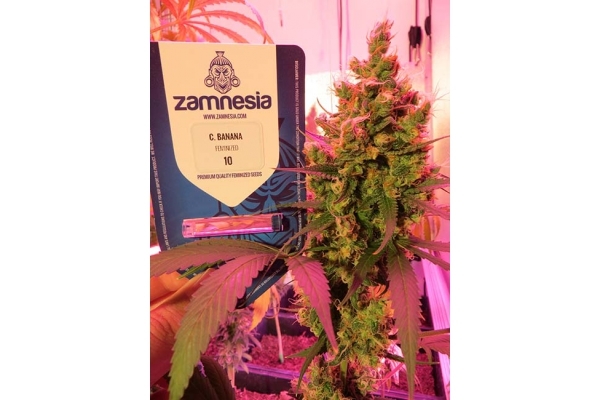 Banana (Zamnesia Seeds) Feminized
