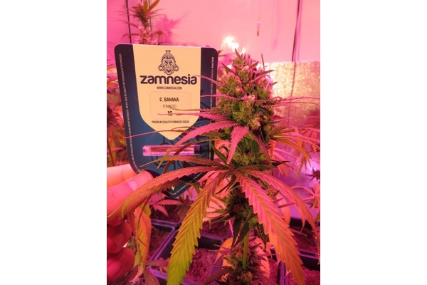 Banana (Zamnesia Seeds) Feminized