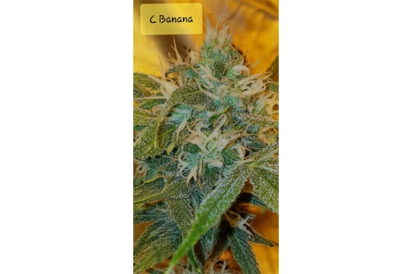 Banana (Zamnesia Seeds) Feminized