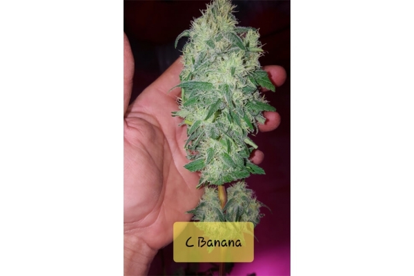 Banana (Zamnesia Seeds) Feminized