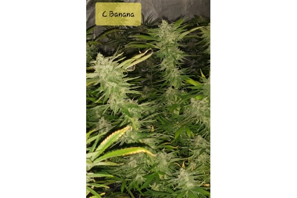 Banana (Zamnesia Seeds) Feminized