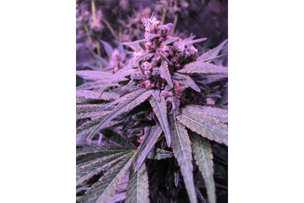 Banana (Zamnesia Seeds) Feminized