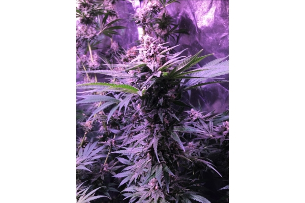 Banana (Zamnesia Seeds) Feminized