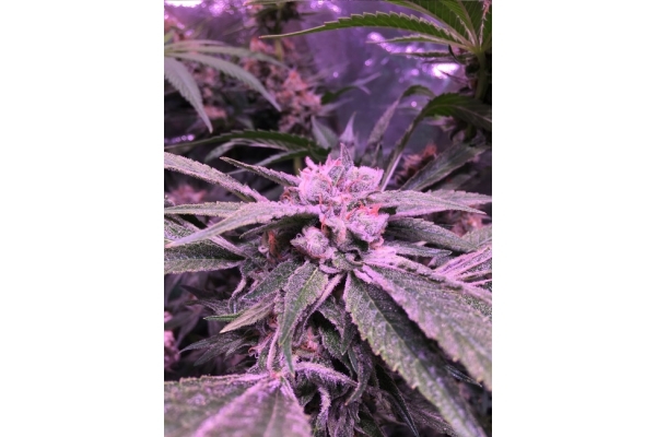 Banana (Zamnesia Seeds) Feminized