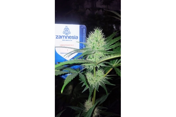 Lemon Power Haze (Zamnesia Seeds) feminized Lemon Power Haze (Zamnesia Seeds) feminized