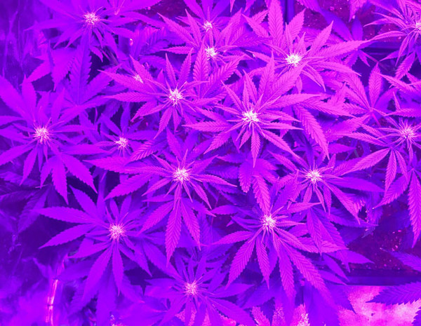 Lemon Power Haze (Zamnesia Seeds) feminized Lemon Power Haze (Zamnesia Seeds) feminized