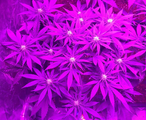 Lemon Power Haze (Zamnesia Seeds) feminized Lemon Power Haze (Zamnesia Seeds) feminized