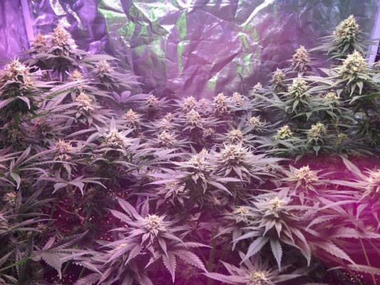 Lemon Power Haze (Zamnesia Seeds) feminized Lemon Power Haze (Zamnesia Seeds) feminized