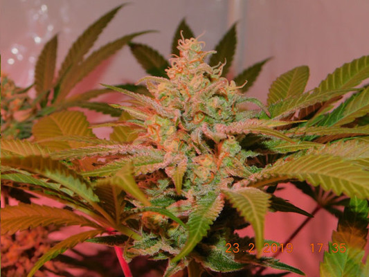 Lemon Power Haze (Zamnesia Seeds) feminized Lemon Power Haze (Zamnesia Seeds) feminized