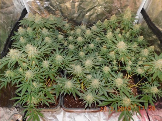 Lemon Power Haze (Zamnesia Seeds) feminized Lemon Power Haze (Zamnesia Seeds) feminized