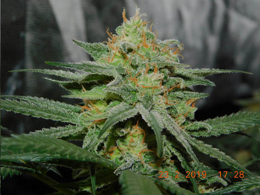 Lemon Power Haze (Zamnesia Seeds) feminized Lemon Power Haze (Zamnesia Seeds) feminized