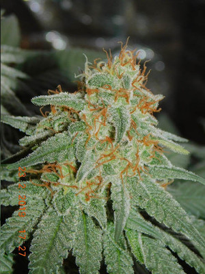 Lemon Power Haze (Zamnesia Seeds) feminized Lemon Power Haze (Zamnesia Seeds) feminized