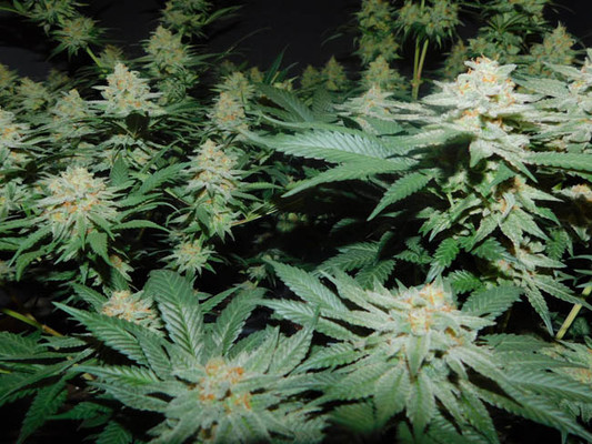 Lemon Power Haze (Zamnesia Seeds) feminized Lemon Power Haze (Zamnesia Seeds) feminized