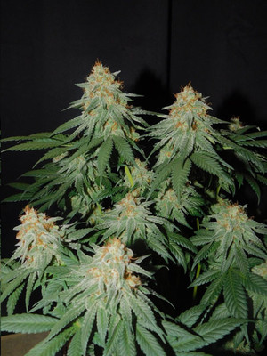 Lemon Power Haze (Zamnesia Seeds) feminized Lemon Power Haze (Zamnesia Seeds) feminized