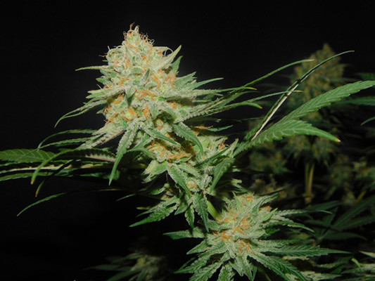 Lemon Power Haze (Zamnesia Seeds) feminized Lemon Power Haze (Zamnesia Seeds) feminized