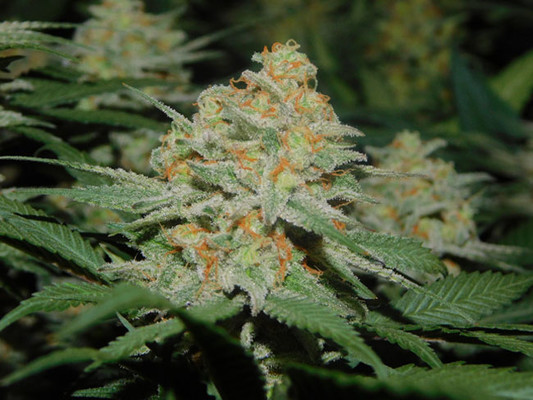 Lemon Power Haze (Zamnesia Seeds) feminized Lemon Power Haze (Zamnesia Seeds) feminized