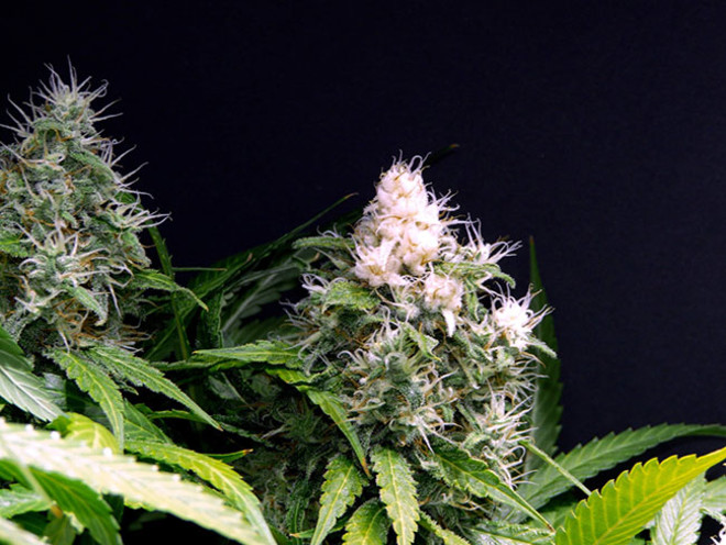 Lemon Power Haze (Zamnesia Seeds) feminized Lemon Power Haze (Zamnesia Seeds) feminized