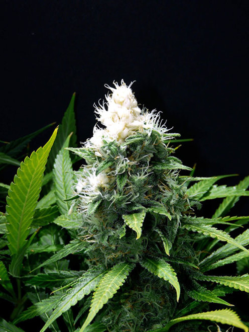 Lemon Power Haze (Zamnesia Seeds) feminized Lemon Power Haze (Zamnesia Seeds) feminized