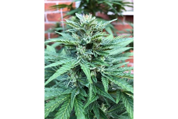 CBD Fix Autoflower (Zamnesia Seeds) Feminized CBD Fix Autoflower (Zamnesia Seeds) Feminized