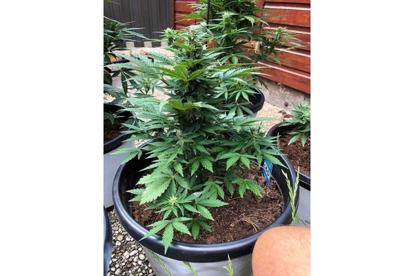 CBD Fix Autoflower (Zamnesia Seeds) Feminized CBD Fix Autoflower (Zamnesia Seeds) Feminized