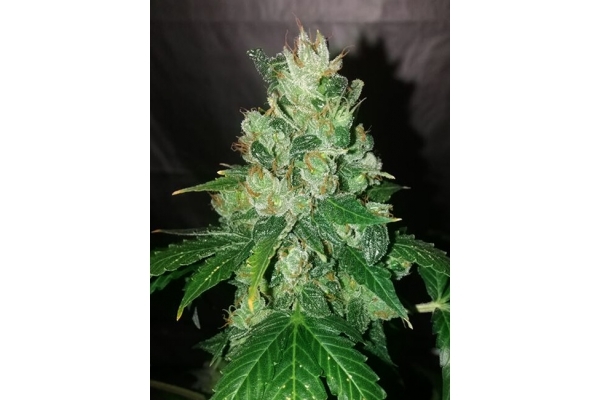 CBD Fix Autoflower (Zamnesia Seeds) Feminized CBD Fix Autoflower (Zamnesia Seeds) Feminized