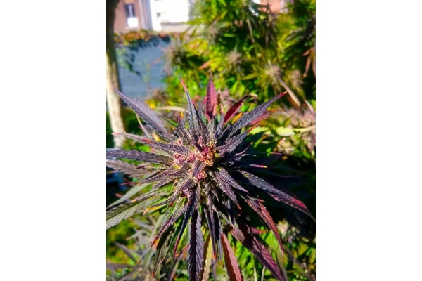 Blue Forest Berry (Growers Choice) feminized