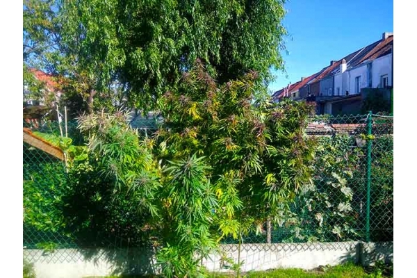 Blue Forest Berry (Growers Choice) feminized