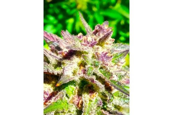 Blue Forest Berry (Growers Choice) feminized