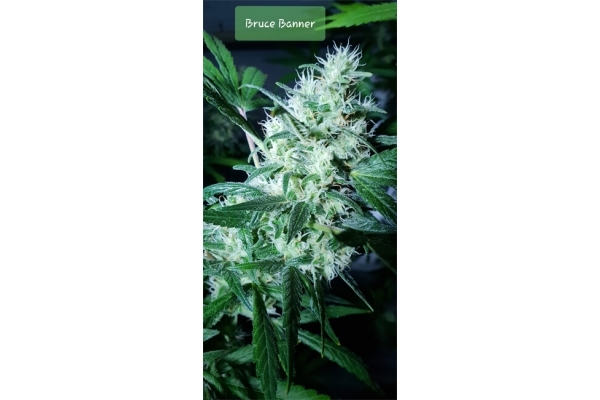 Bruce Banner 3 (Zamnesia Seeds) Feminized Bruce Banner 3 (Zamnesia Seeds) Feminized