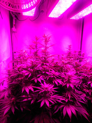 Bruce Banner 3 (Zamnesia Seeds) Feminized Bruce Banner 3 (Zamnesia Seeds) Feminized