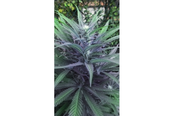 Kalini Asia (Zamnesia Seeds) Feminized Kalini Asia (Zamnesia Seeds) Feminized