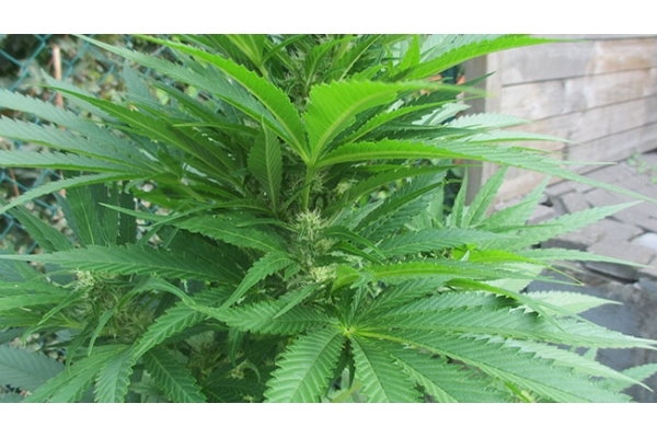 Kalini Asia (Zamnesia Seeds) Feminized Kalini Asia (Zamnesia Seeds) Feminized