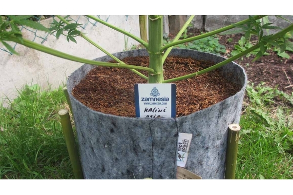 Kalini Asia (Zamnesia Seeds) Feminized Kalini Asia (Zamnesia Seeds) Feminized