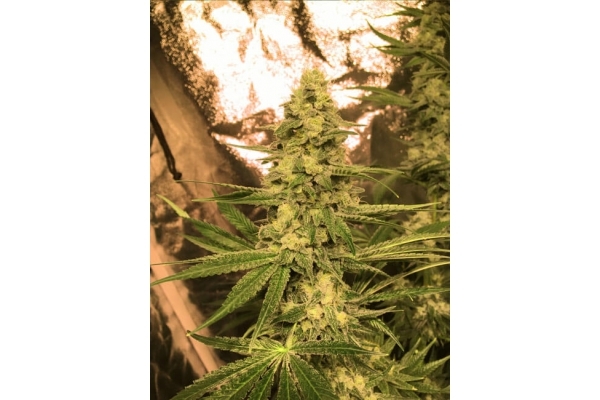 Larry Bird Kush (Zamnesia Seeds) feminized Larry Bird Kush (Zamnesia Seeds) feminized