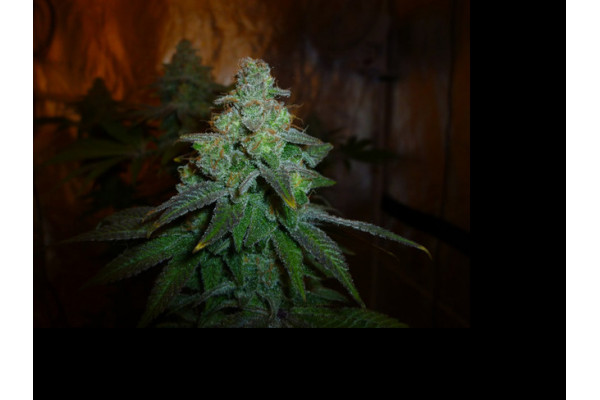 Larry Bird Kush (Zamnesia Seeds) feminized Larry Bird Kush (Zamnesia Seeds) feminized