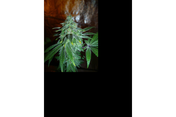 Larry Bird Kush (Zamnesia Seeds) feminized Larry Bird Kush (Zamnesia Seeds) feminized