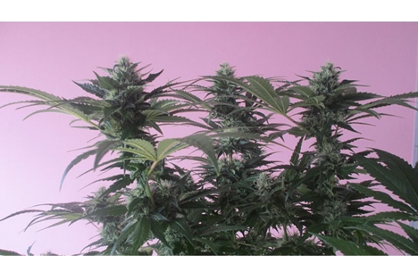 Sticky Beast (Zamnesia Seeds) feminized Sticky Beast (Zamnesia Seeds) feminized