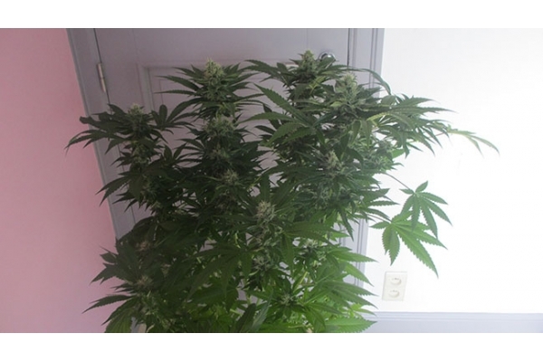 Sticky Beast (Zamnesia Seeds) feminized Sticky Beast (Zamnesia Seeds) feminized