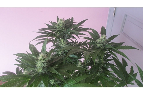 Sticky Beast (Zamnesia Seeds) feminized Sticky Beast (Zamnesia Seeds) feminized