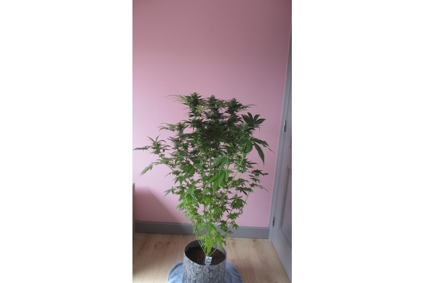 Sticky Beast (Zamnesia Seeds) feminized Sticky Beast (Zamnesia Seeds) feminized