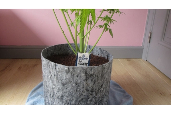 Sticky Beast (Zamnesia Seeds) feminized Sticky Beast (Zamnesia Seeds) feminized