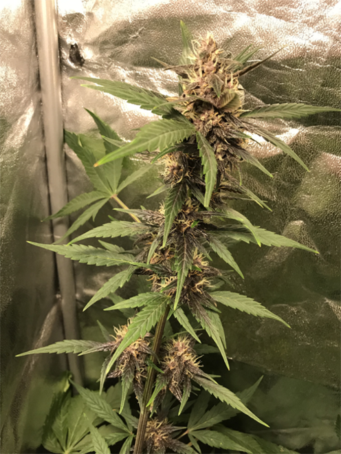 Auto Purple CousKush (Zamnesia Seeds) Feminized