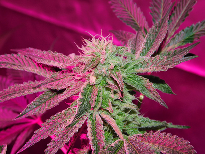 Gelato (Zamnesia Seeds) feminized Gelato (Zamnesia Seeds) feminized