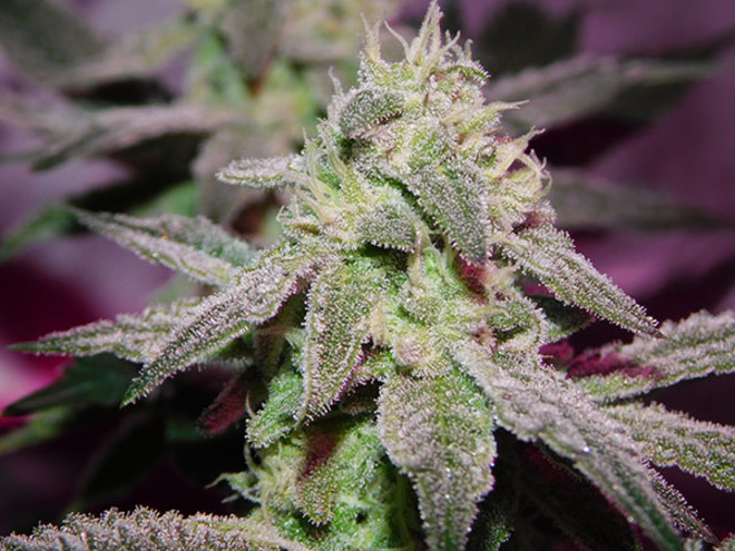 Gelato (Zamnesia Seeds) feminized Gelato (Zamnesia Seeds) feminized