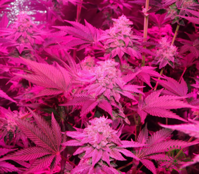 Gelato (Zamnesia Seeds) feminized Gelato (Zamnesia Seeds) feminized