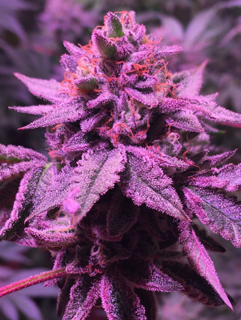 Gelato (Zamnesia Seeds) feminized Gelato (Zamnesia Seeds) feminized