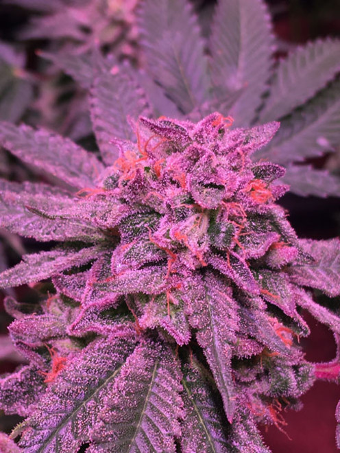 Gelato (Zamnesia Seeds) feminized Gelato (Zamnesia Seeds) feminized